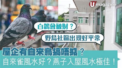 自來鳥風水|【家裡出現鳥】家裡鳥進來有什麼好兆頭？自來鳥寓意大公開！